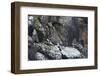 puffin, Fratercula arctica, group, rock-olbor-Framed Photographic Print