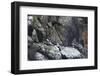 puffin, Fratercula arctica, group, rock-olbor-Framed Photographic Print