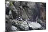 puffin, Fratercula arctica, group, rock-olbor-Mounted Photographic Print