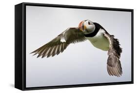 Puffin (Fratercula Arctica) in Flight During High Winds with Ruffled Feathers-Eleanor-Framed Stretched Canvas