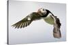 Puffin (Fratercula Arctica) in Flight During High Winds with Ruffled Feathers-Eleanor-Stretched Canvas