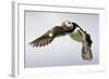 Puffin (Fratercula Arctica) in Flight During High Winds with Ruffled Feathers-Eleanor-Framed Photographic Print