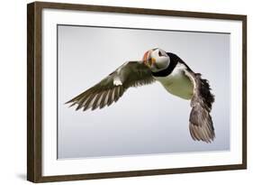 Puffin (Fratercula Arctica) in Flight During High Winds with Ruffled Feathers-Eleanor-Framed Photographic Print