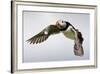 Puffin (Fratercula Arctica) in Flight During High Winds with Ruffled Feathers-Eleanor-Framed Photographic Print