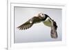 Puffin (Fratercula Arctica) in Flight During High Winds with Ruffled Feathers-Eleanor-Framed Photographic Print