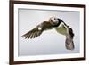 Puffin (Fratercula Arctica) in Flight During High Winds with Ruffled Feathers-Eleanor-Framed Photographic Print