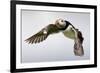 Puffin (Fratercula Arctica) in Flight During High Winds with Ruffled Feathers-Eleanor-Framed Photographic Print