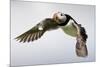 Puffin (Fratercula Arctica) in Flight During High Winds with Ruffled Feathers-Eleanor-Mounted Photographic Print