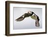 Puffin (Fratercula Arctica) in Flight During High Winds with Ruffled Feathers-Eleanor-Framed Photographic Print