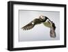 Puffin (Fratercula Arctica) in Flight During High Winds with Ruffled Feathers-Eleanor-Framed Photographic Print