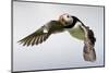 Puffin (Fratercula Arctica) in Flight During High Winds with Ruffled Feathers-Eleanor-Mounted Photographic Print