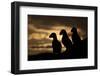 Puffin (Fratercula Arctica) Silhouettes, Hornoya, Varanger, Finnmark, Norway, May-David Pattyn-Framed Photographic Print