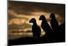 Puffin (Fratercula Arctica) Silhouettes, Hornoya, Varanger, Finnmark, Norway, May-David Pattyn-Mounted Photographic Print