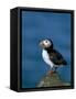 Puffin (Fratercula Arctica), Skomer Island, Pembrokeshire, Wales, United Kingdom-Steve & Ann Toon-Framed Stretched Canvas