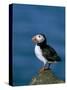 Puffin (Fratercula Arctica), Skomer Island, Pembrokeshire, Wales, United Kingdom-Steve & Ann Toon-Stretched Canvas