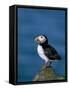 Puffin (Fratercula Arctica), Skomer Island, Pembrokeshire, Wales, United Kingdom-Steve & Ann Toon-Framed Stretched Canvas