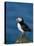 Puffin (Fratercula Arctica), Skomer Island, Pembrokeshire, Wales, United Kingdom-Steve & Ann Toon-Stretched Canvas