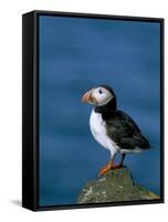 Puffin (Fratercula Arctica), Skomer Island, Pembrokeshire, Wales, United Kingdom-Steve & Ann Toon-Framed Stretched Canvas