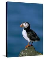 Puffin (Fratercula Arctica), Skomer Island, Pembrokeshire, Wales, United Kingdom-Steve & Ann Toon-Stretched Canvas