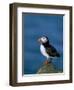 Puffin (Fratercula Arctica), Skomer Island, Pembrokeshire, Wales, United Kingdom-Steve & Ann Toon-Framed Photographic Print