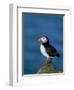 Puffin (Fratercula Arctica), Skomer Island, Pembrokeshire, Wales, United Kingdom-Steve & Ann Toon-Framed Photographic Print