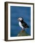 Puffin (Fratercula Arctica), Skomer Island, Pembrokeshire, Wales, United Kingdom-Steve & Ann Toon-Framed Photographic Print