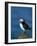 Puffin (Fratercula Arctica), Skomer Island, Pembrokeshire, Wales, United Kingdom-Steve & Ann Toon-Framed Photographic Print