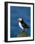 Puffin (Fratercula Arctica), Skomer Island, Pembrokeshire, Wales, United Kingdom-Steve & Ann Toon-Framed Photographic Print