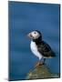 Puffin (Fratercula Arctica), Skomer Island, Pembrokeshire, Wales, United Kingdom-Steve & Ann Toon-Mounted Photographic Print