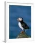 Puffin (Fratercula Arctica), Skomer Island, Pembrokeshire, Wales, United Kingdom-Steve & Ann Toon-Framed Photographic Print