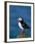 Puffin (Fratercula Arctica), Skomer Island, Pembrokeshire, Wales, United Kingdom-Steve & Ann Toon-Framed Photographic Print