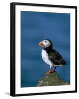 Puffin (Fratercula Arctica), Skomer Island, Pembrokeshire, Wales, United Kingdom-Steve & Ann Toon-Framed Photographic Print