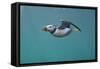 Puffin (Fratercula Arctica) Swimming Underwater, Farne Islands, Northumberland, UK, July-Alex Mustard-Framed Stretched Canvas