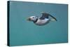 Puffin (Fratercula Arctica) Swimming Underwater, Farne Islands, Northumberland, UK, July-Alex Mustard-Stretched Canvas