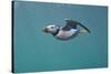 Puffin (Fratercula Arctica) Swimming Underwater, Farne Islands, Northumberland, UK, July-Alex Mustard-Stretched Canvas