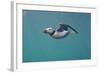 Puffin (Fratercula Arctica) Swimming Underwater, Farne Islands, Northumberland, UK, July-Alex Mustard-Framed Photographic Print