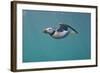 Puffin (Fratercula Arctica) Swimming Underwater, Farne Islands, Northumberland, UK, July-Alex Mustard-Framed Photographic Print