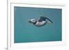 Puffin (Fratercula Arctica) Swimming Underwater, Farne Islands, Northumberland, UK, July-Alex Mustard-Framed Photographic Print