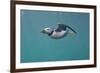 Puffin (Fratercula Arctica) Swimming Underwater, Farne Islands, Northumberland, UK, July-Alex Mustard-Framed Photographic Print