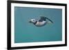 Puffin (Fratercula Arctica) Swimming Underwater, Farne Islands, Northumberland, UK, July-Alex Mustard-Framed Photographic Print