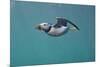 Puffin (Fratercula Arctica) Swimming Underwater, Farne Islands, Northumberland, UK, July-Alex Mustard-Mounted Photographic Print