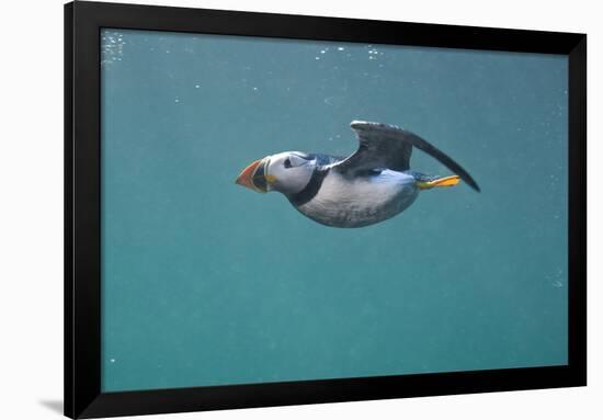 Puffin (Fratercula Arctica) Swimming Underwater, Farne Islands, Northumberland, UK, July-Alex Mustard-Framed Photographic Print