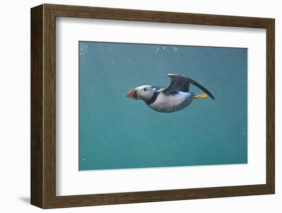 Puffin (Fratercula Arctica) Swimming Underwater, Farne Islands, Northumberland, UK, July-Alex Mustard-Framed Photographic Print