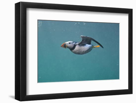 Puffin (Fratercula Arctica) Swimming Underwater, Farne Islands, Northumberland, UK, July-Alex Mustard-Framed Photographic Print