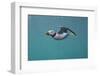 Puffin (Fratercula Arctica) Swimming Underwater, Farne Islands, Northumberland, UK, July-Alex Mustard-Framed Photographic Print