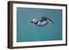 Puffin (Fratercula Arctica) Swimming Underwater, Farne Islands, Northumberland, UK, July-Alex Mustard-Framed Photographic Print