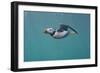 Puffin (Fratercula Arctica) Swimming Underwater, Farne Islands, Northumberland, UK, July-Alex Mustard-Framed Photographic Print
