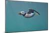 Puffin (Fratercula Arctica) Swimming Underwater, Farne Islands, Northumberland, UK, July-Alex Mustard-Mounted Photographic Print