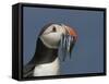 Puffin (Fratercula Arctica) with Beak Full of Sandeels, Farne Islands, Northumberland, England, UK-Richard Steel-Framed Stretched Canvas