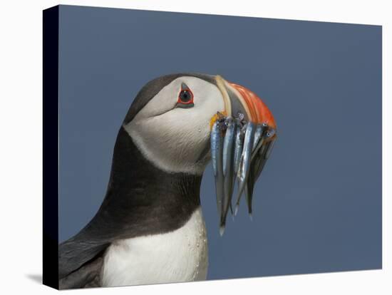 Puffin (Fratercula Arctica) with Beak Full of Sandeels, Farne Islands, Northumberland, England, UK-Richard Steel-Stretched Canvas